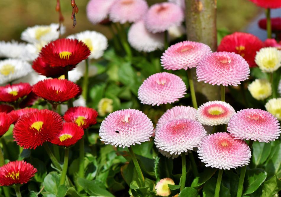 Daisy Geese Flower Spring