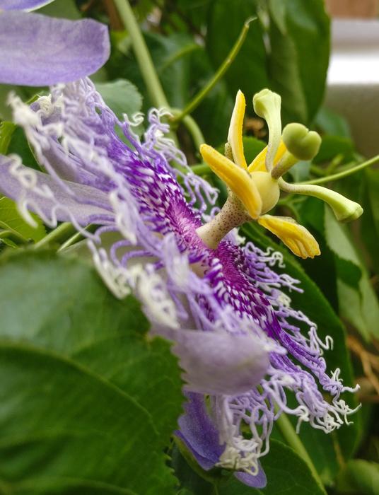 Flower Passion
