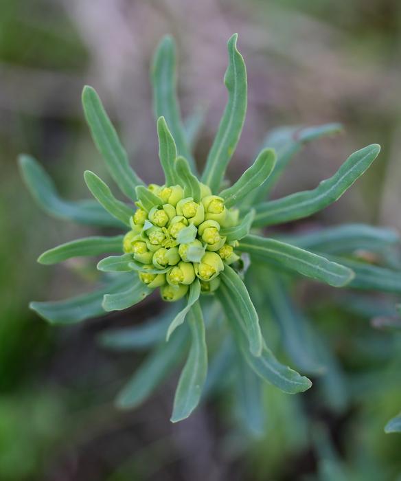 Plant Milk Primrose Green