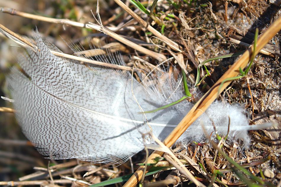 Nature white feather macro blur