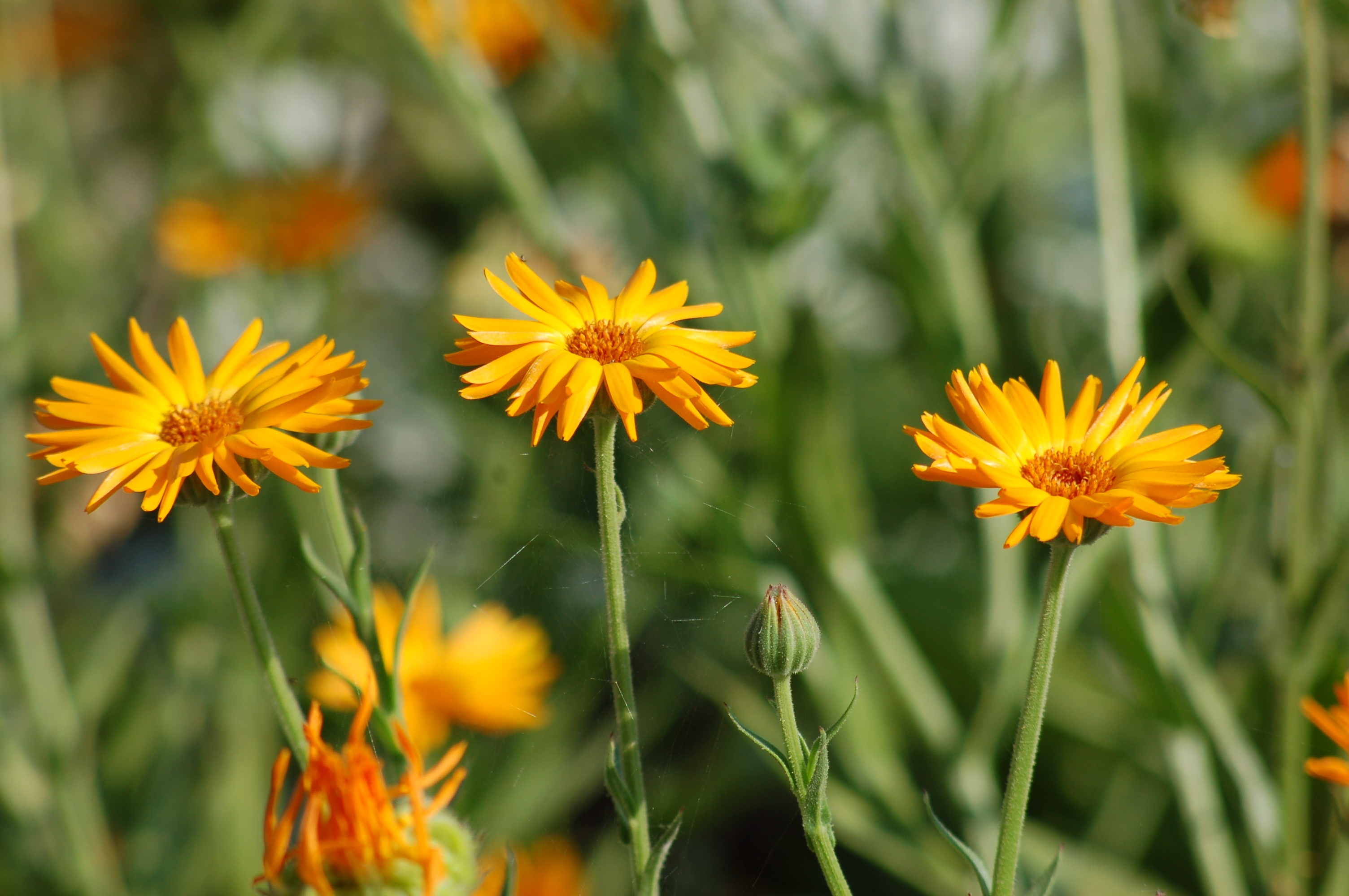 Calendula Flowers Orange free image download