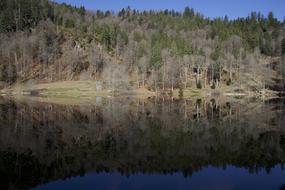Mirroring Nature Wood