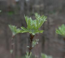 green plant on a branch