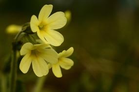 Primrose Spring Flowers