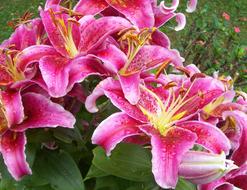 Flower Nature Plant