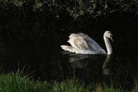 Birds Nature Monolithic Part Of