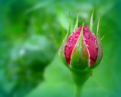 Rosebud Rose Bud