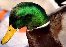 Mallard Males Bread