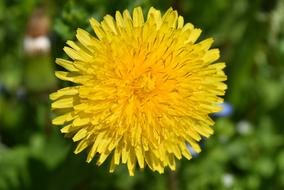 Taraxacum Officinale Flower