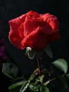 Rose Red Flower
