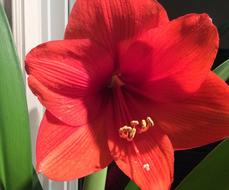 Flower Amaryllis Flora