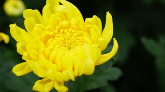 yellow big bud beautiful