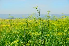 Nature Agriculture Field Fennel