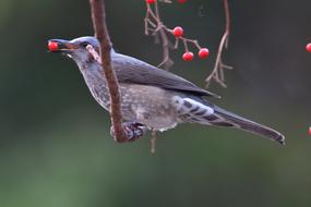 Red eared bulbul on a branch