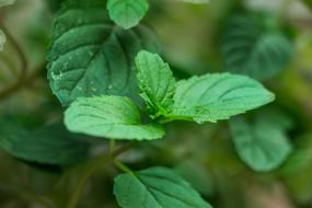 Leaves Grass Plant