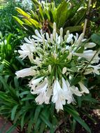 Nature Flower