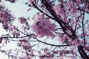 Tree Cherry Wood Branch