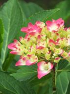 Hydrangea Nature Flower