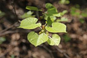 Plant Linden Tree