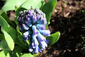 Hyacinth The Buds Spring Flowers