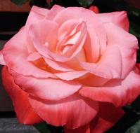 Flower Rose Pink