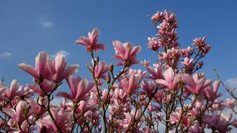 Magnolia Blossom Spring