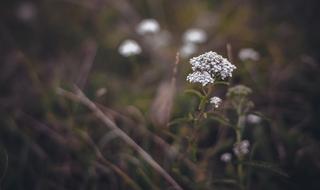 Nature Outdoors Flower