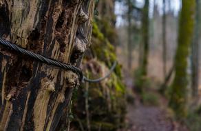 Wood Tree Nature