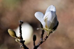 Magnolia Blossom Bloom