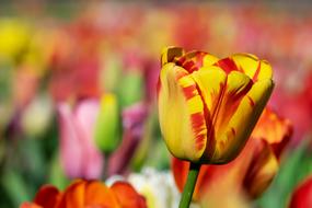 Tulip Yellow Orange