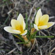 Nature Flora Plants