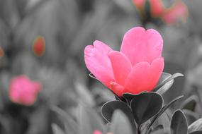 Plant Natural Flower