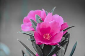 Plant Natural Flower