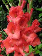 red flowers a lot