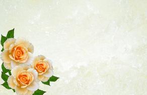 Greeting Card Roses Desktop