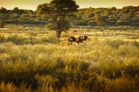 Ostriches Africa Nature