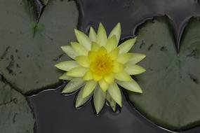 Flower Plant Lotus