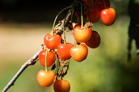 berries are ripe on the branch