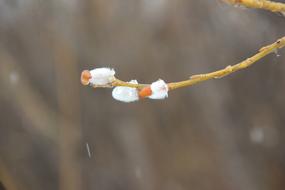 Nature Outdoors Plant