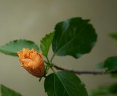 Flower Yellow Spring