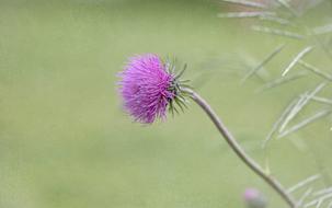 Flower Plant Blossom