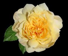 Rose Yellow Bloom