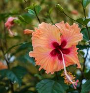 Flower Nature Flora
