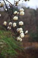 Nature Wood Flowers