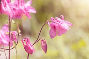 Columbine Pink Wild