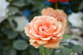 Rose Flower Nature