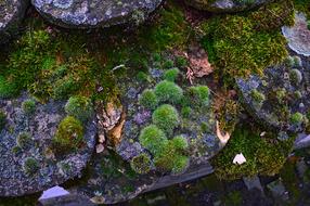 Nature Plant Wood Body Of
