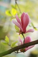 Flowers Plants Nature