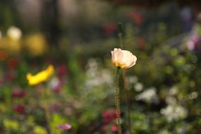 Noel Online Gift Shop Plants