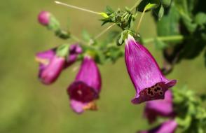 Flower Purple Ringtone